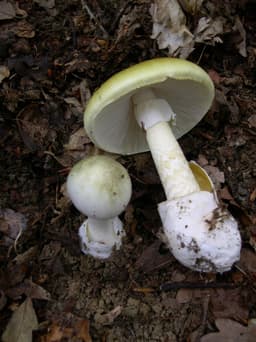 Death cap