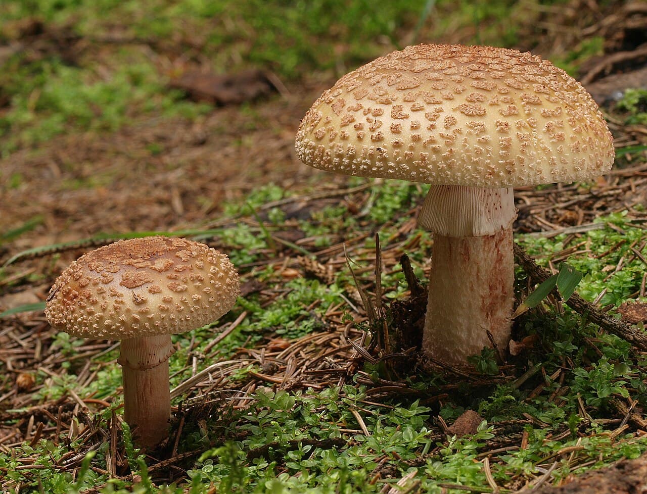 Muchomůrka růžovka