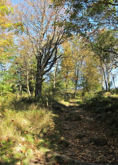 Woods between Bedřichov & Královka