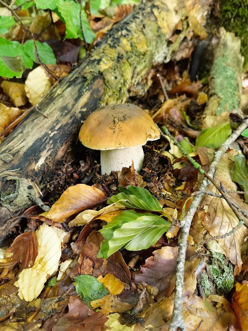Porcini · Boletus edulis
