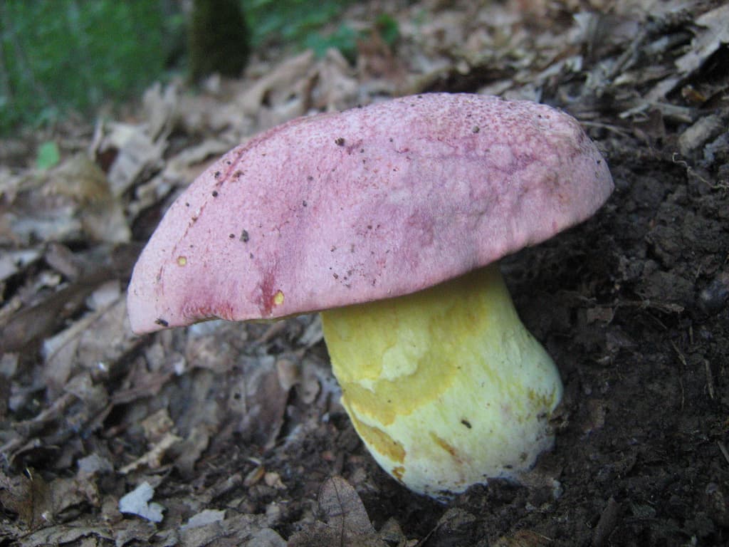 Hřib královský
