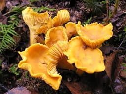 Chanterelle