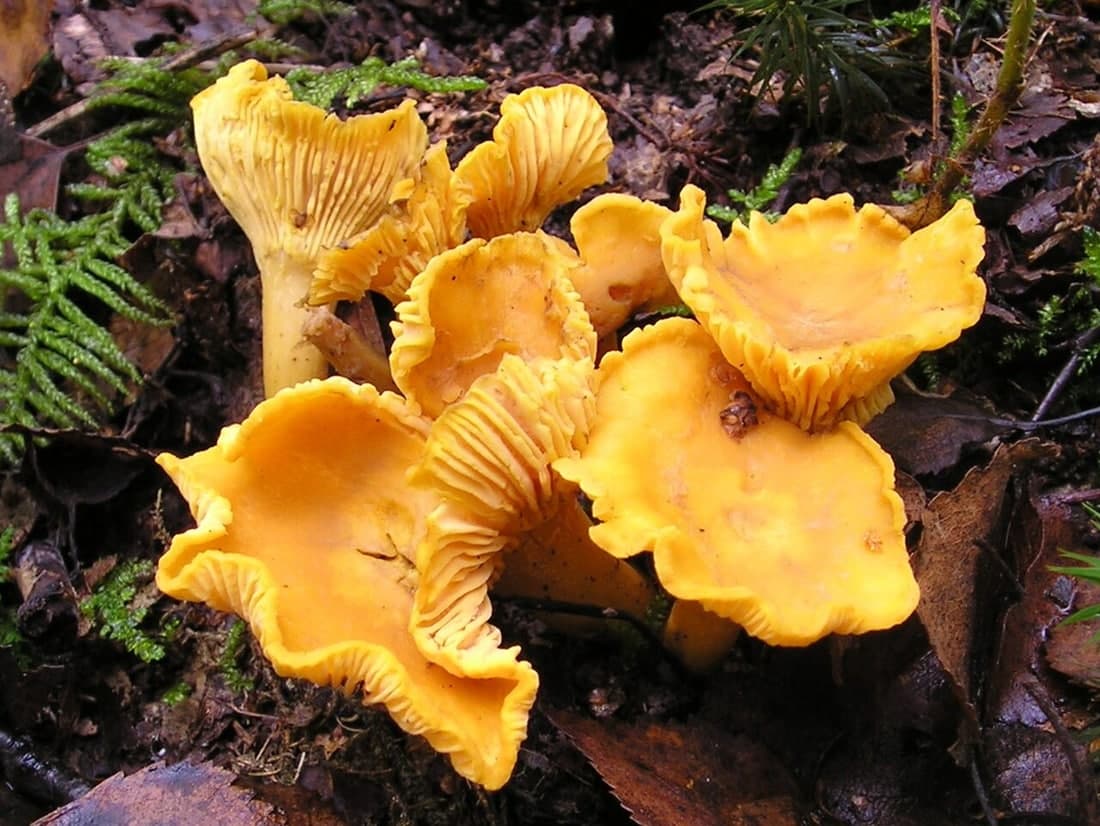 Chanterelle · Cantharellus cibarius