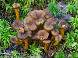 Winter chanterelle