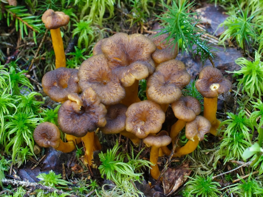 Winter chanterelle · Craterellus tubaeformis