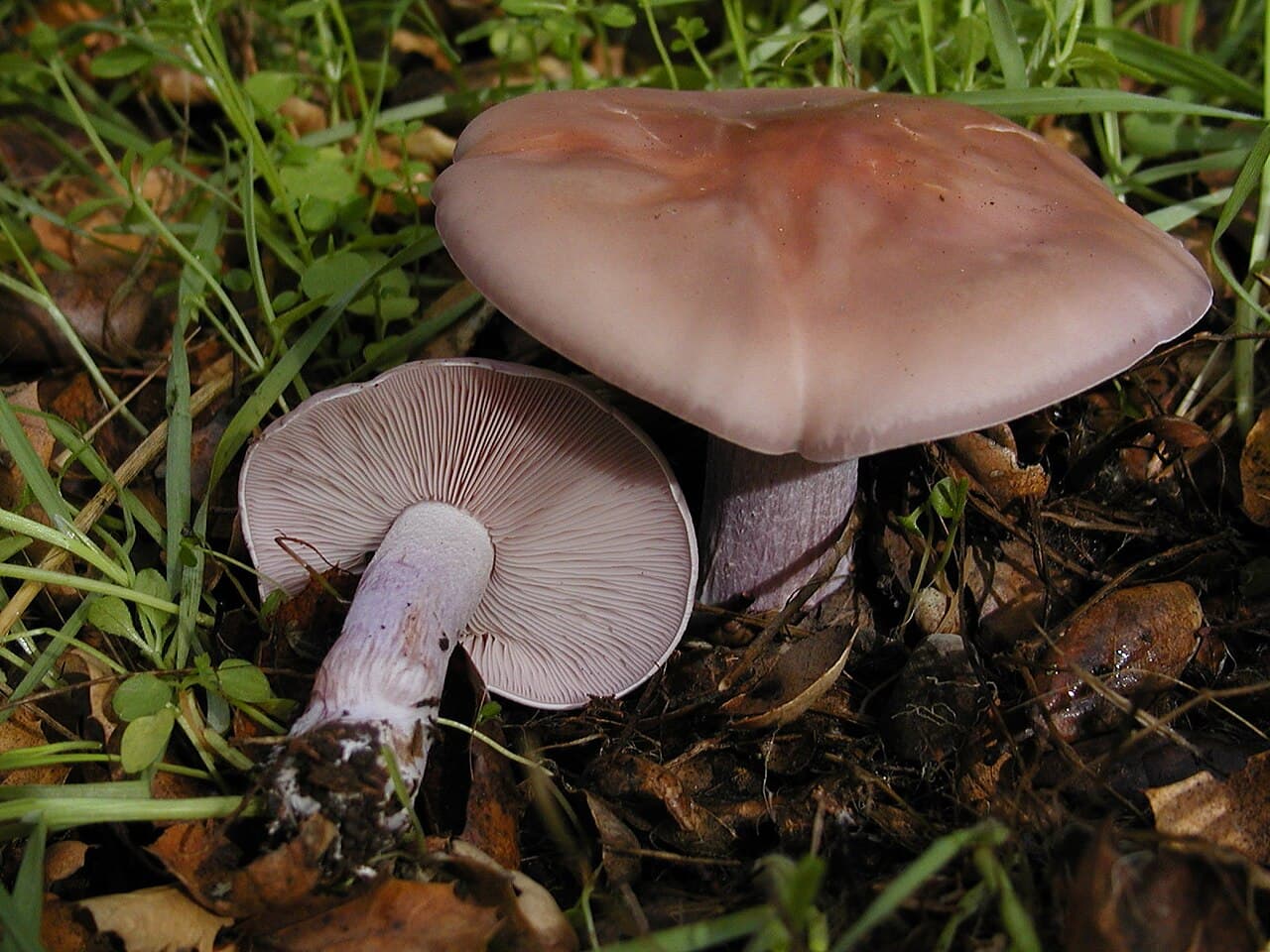 Čirůvka fialová