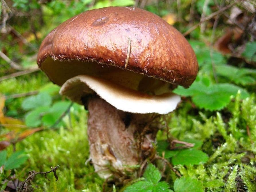 Klouzek obecný
