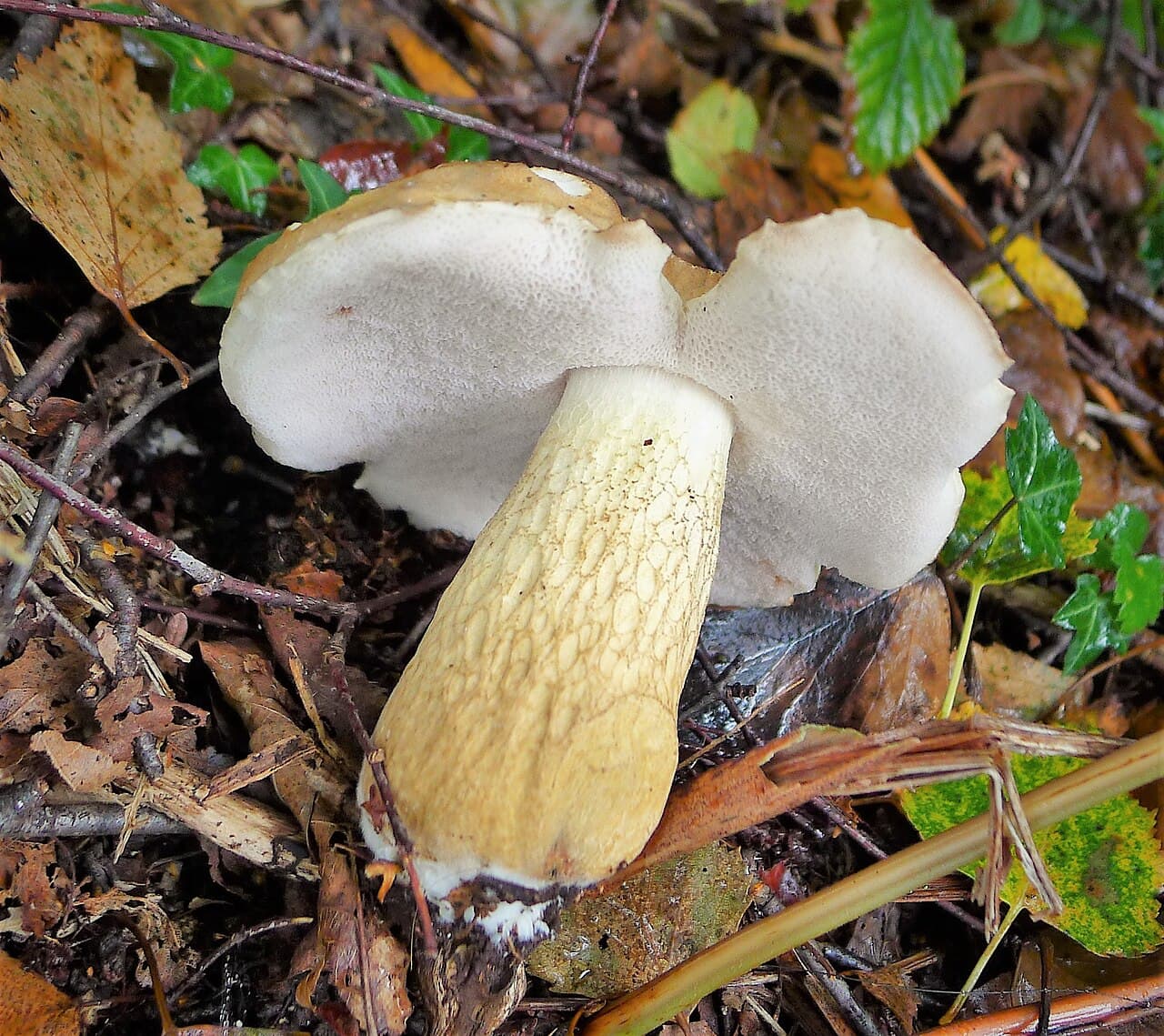 Hřib žlučník
