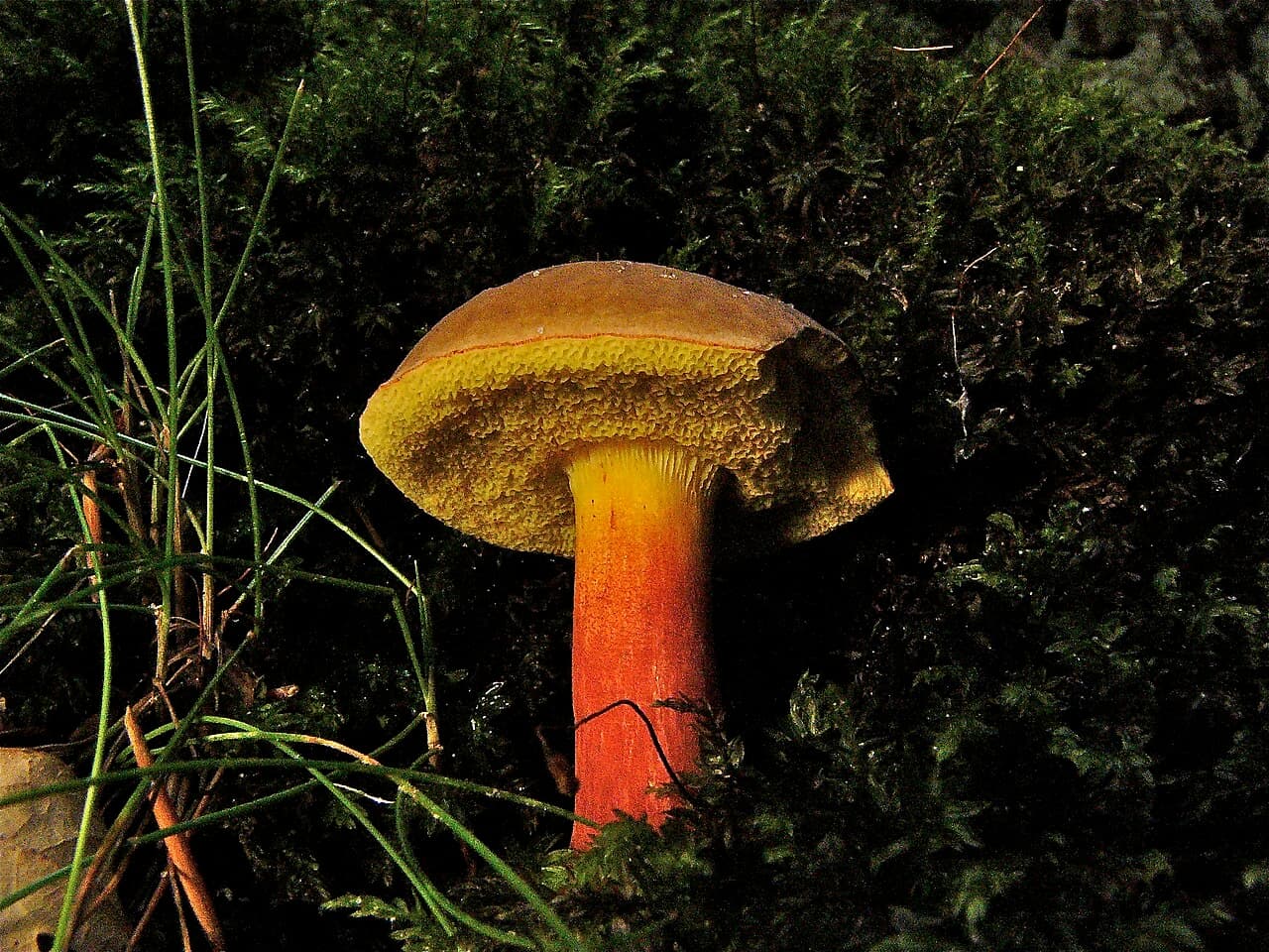 Hřib sametový