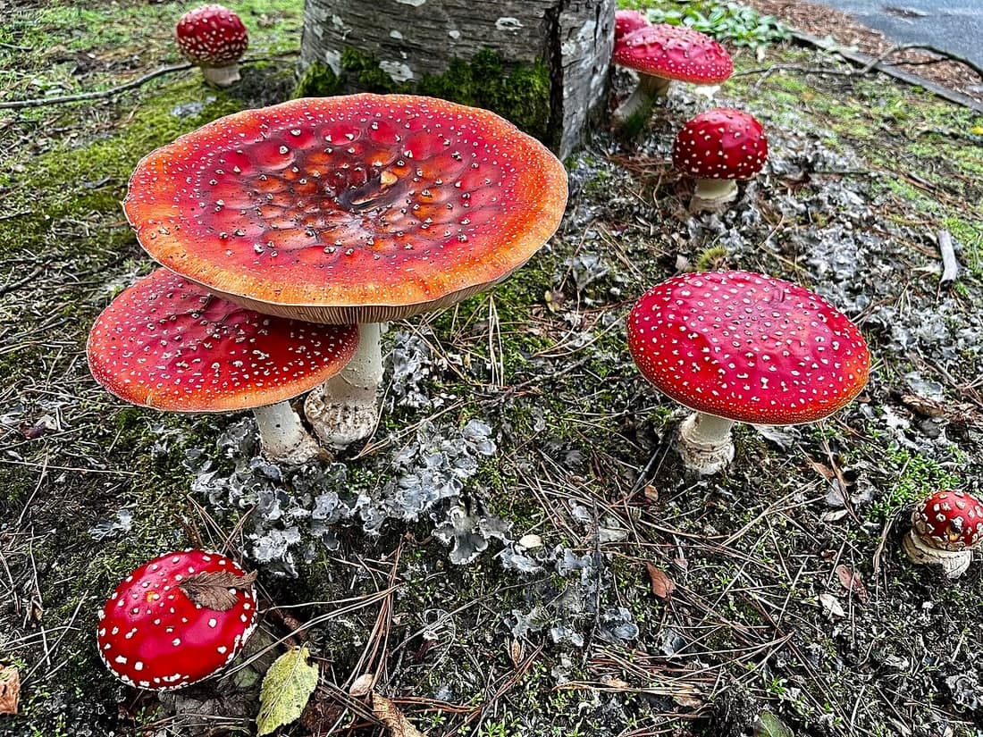 Fly agaric · Amanita muscaria