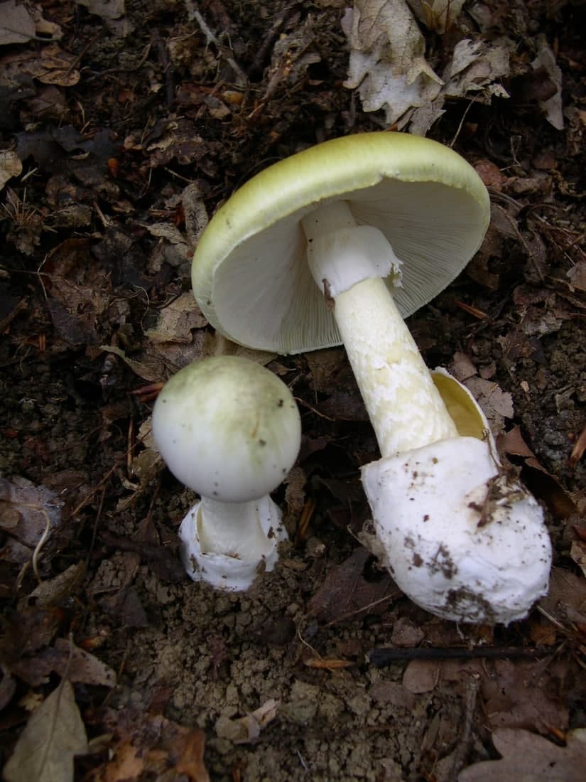 Death cap · Amanita phalloides