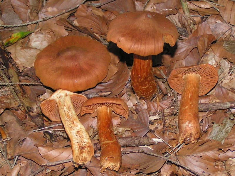Deadly webcap · Cortinarius rubellus
