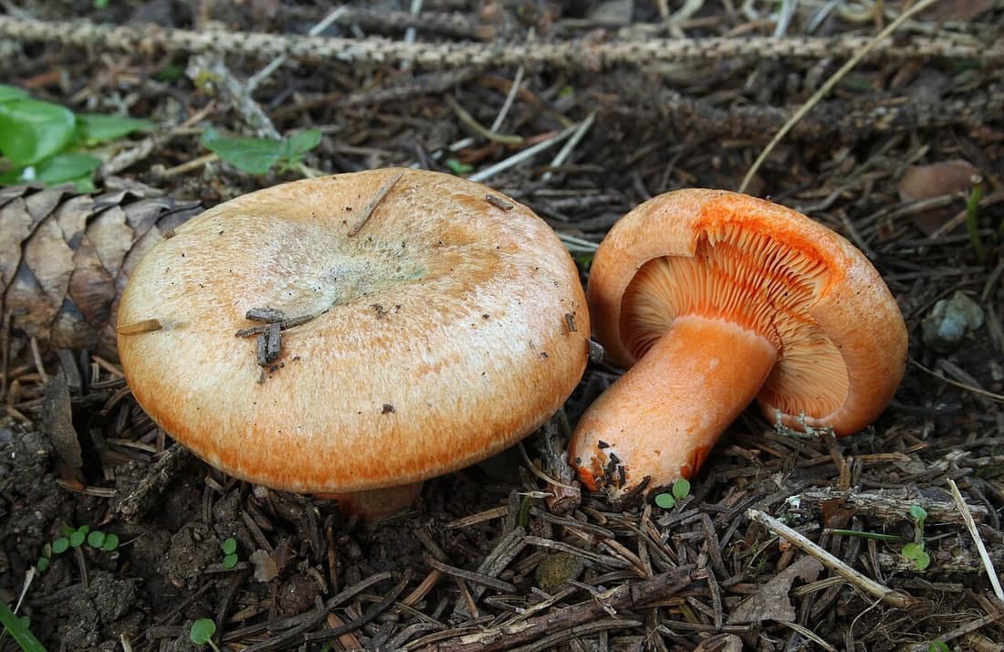 Spruce milkcap · Lactarius deterrimus